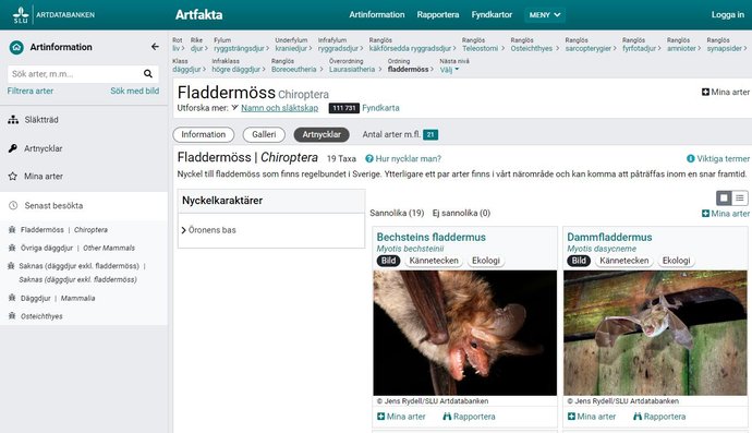 Artfaktas bestämningsnyckel för fladdermöss - extern länk i nytt fönster