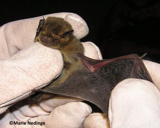 Dvärgpipistrell. Foto: Marie Nedinge