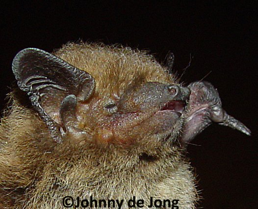 Trollpipistrell. Foto: Johnny de Jong