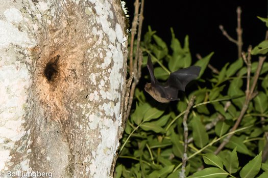 Dvärgpipistrell. Foto: Bo Ljungberg