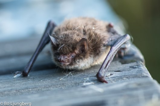 Vattenfladdermus. Foto: Bo Ljungberg