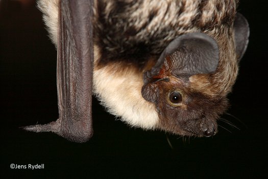 Gråskimlig fladdermus. Foto: Jens Rydell